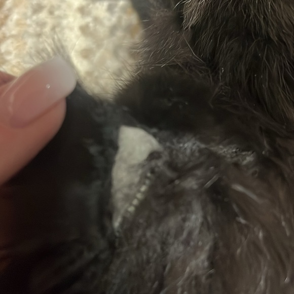 Women’s Vest Knit Front Panels Leather Trim Zipper Black Size Medium - Picture 15 of 15